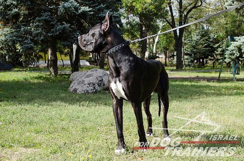 קולר לכלב מעור עם קישוט קוצני - FOR DOG TRAINERS- ISRAEL