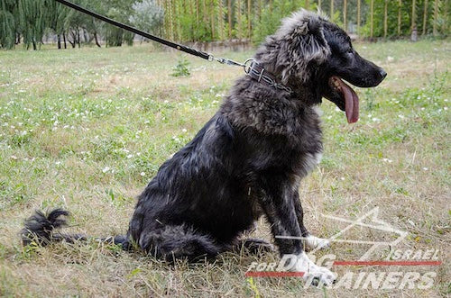 קולר לכלב מעור בצביעה ידנית - דגם "חוט תיל" - FOR DOG TRAINERS- ISRAEL