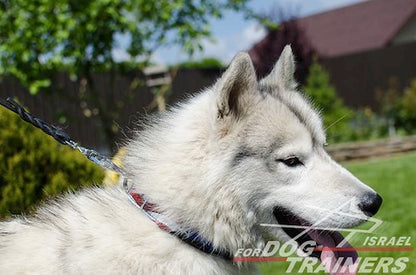 קולר לכלב מעור בצביעה ידנית - גאווה אמריקאית - FOR DOG TRAINERS- ISRAEL