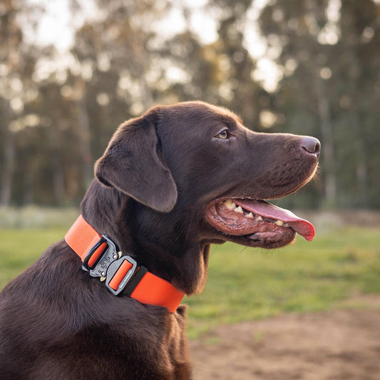 קולר ביאוטן רחב ללברדור – במגוון צבעים מרשימים