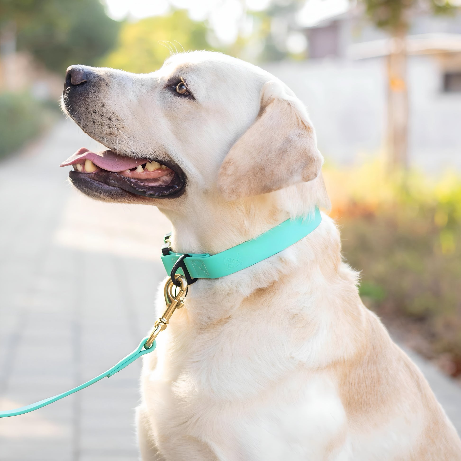 קולר ביאוטן ללברדור יומיומי במגוון צבעים - FOR DOG TRAINERS ישראל
