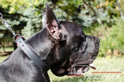 קולר לכלב מעור (2.5 ס"מ רוחב) - FOR DOG TRAINERS- ISRAEL