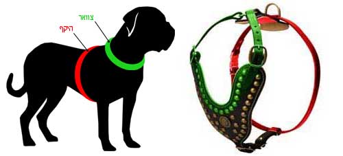 רתמת עור לכלב מעוצבת ומרופדת | לטיולים ולאימונים - FOR DOG TRAINERS- ISRAEL