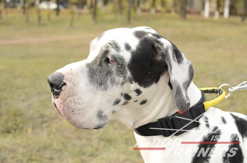 קולר לכלב מניילון מתכוונן לכל מזג-אוויר עם ידית ואבזם לשחרור מהיר - FOR DOG TRAINERS- ISRAEL