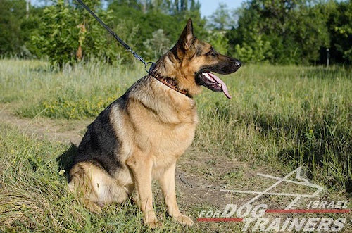 קולר לכלב מעור בצביעה ידנית - "להבות" - FOR DOG TRAINERS- ISRAEL