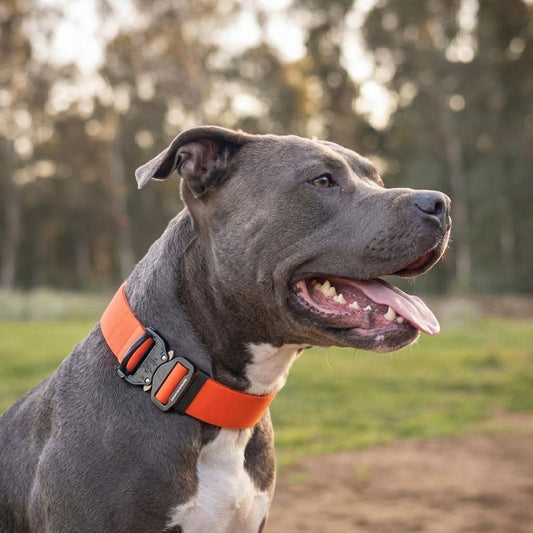 קולר ביוטן רחב לפיטבול ולאמריקן בולי – מקסימום עוצמה, נוחות ללא פשרות