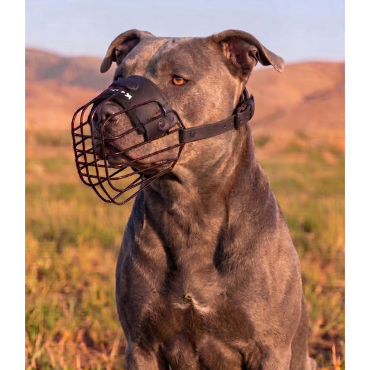 מחסום פה מינימליסטי וקל משקל לפיטבול