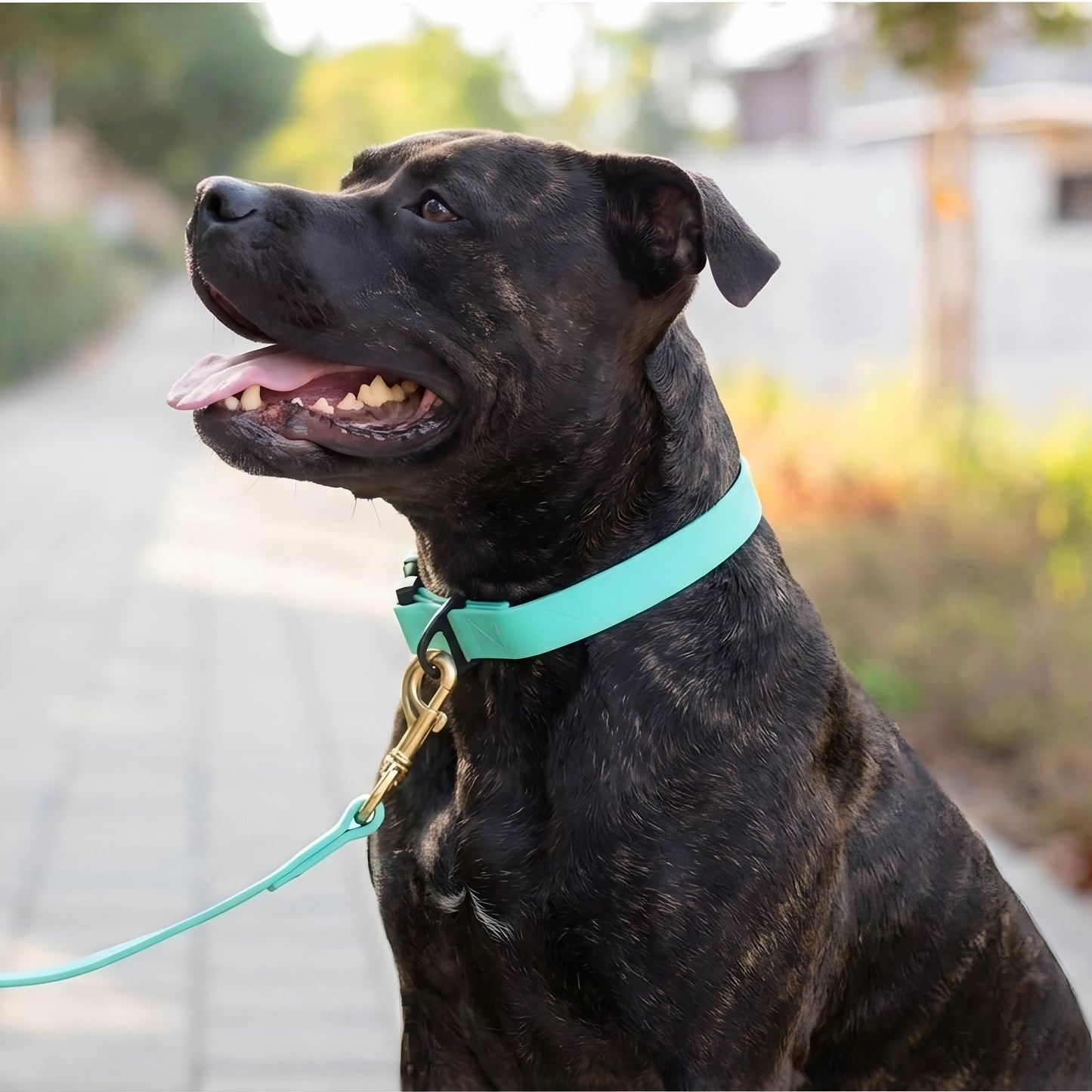 קולר ביאוטן לפיטבול יומיומי במגוון צבעים - FOR DOG TRAINERS ישראל