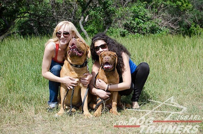 קולר לכלב מעור - בעיצוב אופנתי בלעדי - FOR DOG TRAINERS- ISRAEL