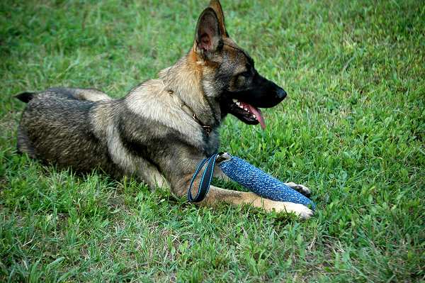 פפירול לכלב מפשתן צרפתי לאימון גורים וכלבים קטנים - FOR DOG TRAINERS- ISRAEL