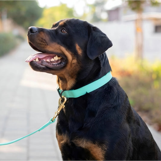 קולר ביאוטן לרוטווילר- לשימוש יומיומי במגוון צבעים