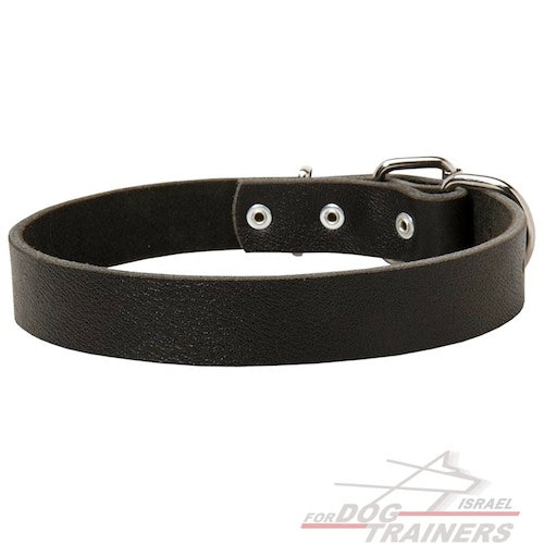 קולר לכלב מעור ברוחב 3 ס"מ - FOR DOG TRAINERS- ISRAEL