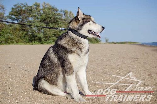 קולר לכלב מרופד מעור - ברוחב 2.5 ס"מ - FOR DOG TRAINERS- ISRAEL