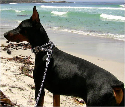 רצועה אקסקלוסיבית לכלב עם ידית מעור - מיוצרת בגרמניה ע"י Herm Sprenger - FOR DOG TRAINERS- ISRAEL