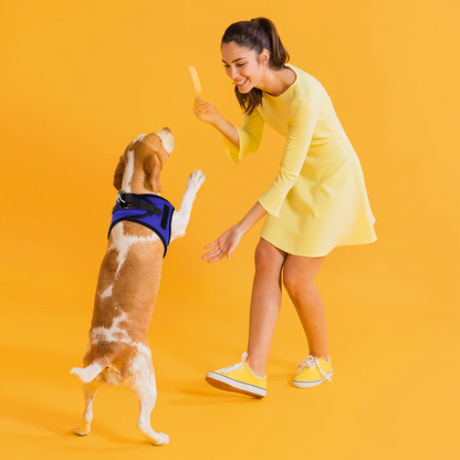 רתמת רשת לכלב דגם לוס אנג'לס עם פאצ'ים- דוגליין - FOR DOG TRAINERS- ISRAEL